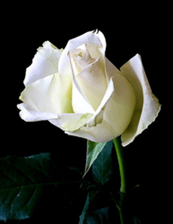 Rita Puig Valdes Obituary
