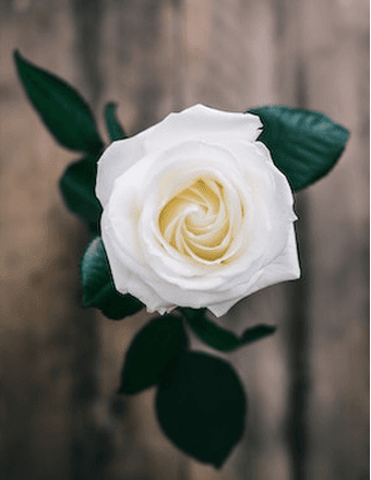 Carol Toner Obituary