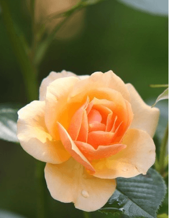 Carmen Diaz Obituary