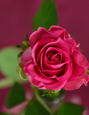 Sonam Palmo Obituary
