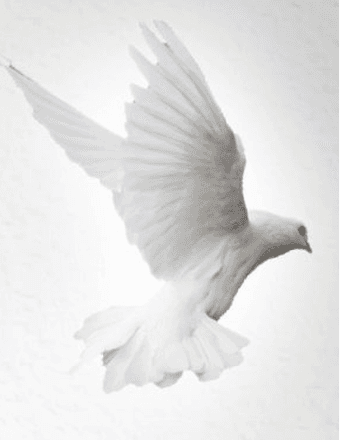 Gumersindo Rodriguez Obituary