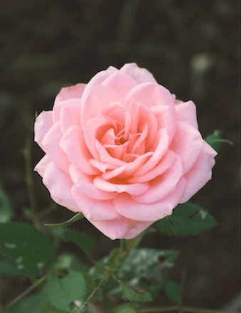 Esther Lilia Tapanes Obituary